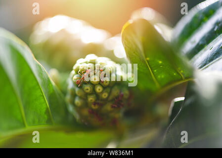 Comité permanent d'action Ant sur fruits de noni ou Morinda Citrifolia / Close up fourmi de feu à pied dans la nature de l'insecte macro shot red ant est très petit focus sélectif Banque D'Images