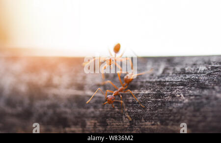 Comité permanent d'action Ant sur branche d'arbre avec la lumière du soleil du matin / Close up fourmi de feu à pied dans la nature de l'insecte macro shot red ant est très petit focus sélectif Banque D'Images