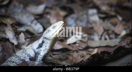 Blue tongued skink allongé sur le sol / Tiliqua scincoides Banque D'Images