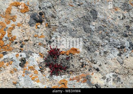 Vue sur le rosea de rhodiola (communément racine d'or, rose, racine, dans l'ouest de rhodiole rhodiole, racine de l'Arctique, de la couronne du roi, lignum, rhodium, orpin ros Banque D'Images