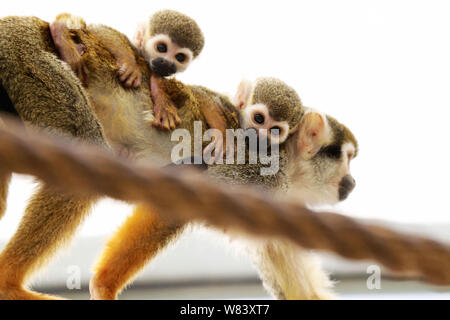 Une Femme Portant Son Bebe Singe Ecureuil Et Un Singe Cub Abandonne Par Sa Mere Est Photographie Au Zoo De Qingdao City Est De La Chine Shandong De Bauvin Photo Stock Alamy