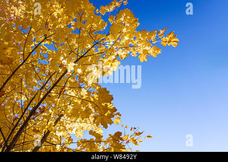 Cime des arbres d'érable à feuilles d'or à sec contre ciel bleu fond. bas vue rapprochée Banque D'Images