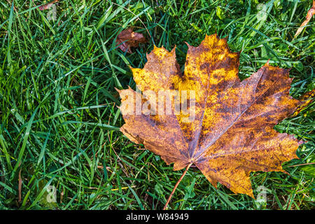 Withered vibrant jaune feuille d'érable avec des gouttes de rosée sur l'herbe verte. vue rapprochée Banque D'Images