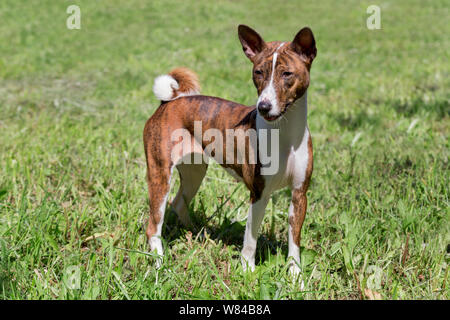 Mignon chiot basenji bringé est debout sur une herbe verte. Animaux de compagnie. Chien de race pure. Banque D'Images