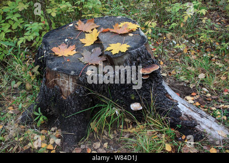 Vieille souche avec orange et jaune feuilles d'érable. Champignons parasites. Vivre la nature. Banque D'Images