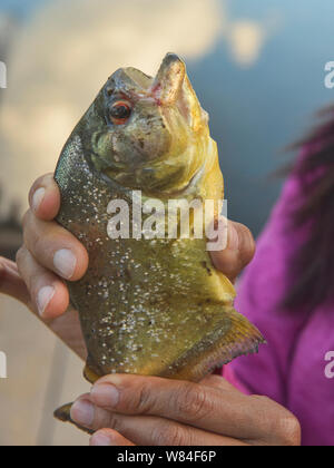 La pêche de piranha à ventre jaune sur le lac Tres Chimbadas, rivière Tambopata, Amazonie péruvienne Banque D'Images