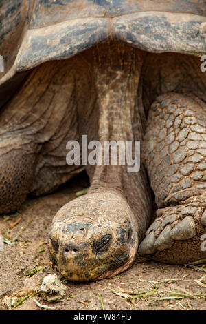 Diego, le stud, qui re-remplis la Espanola tortues. Banque D'Images