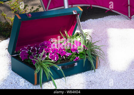 Fleurs violet vif de pétunia dans une valise bleue. Dans le jardin d'une composition de fleurs dans une valise sur le livre blanc du gravier peu profond parmi les plantes à fleurs Banque D'Images