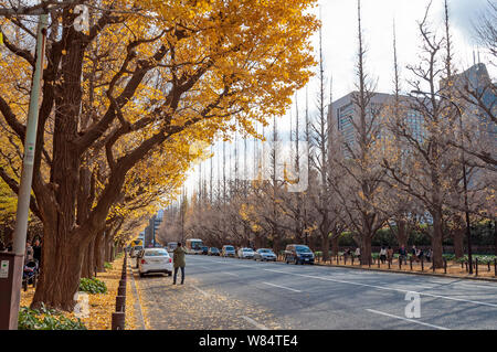 Kita-Aoyama, Tokyo, Japon - 8 décembre 2018 : une rue avec des feuilles jaunes arbre pendant l'automne dans Kita-Aoyama, Tokyo, Japon Banque D'Images