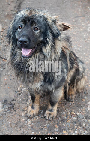 Photo d'un chien de berger du Caucase sur la chaîne près de son kenel Banque D'Images