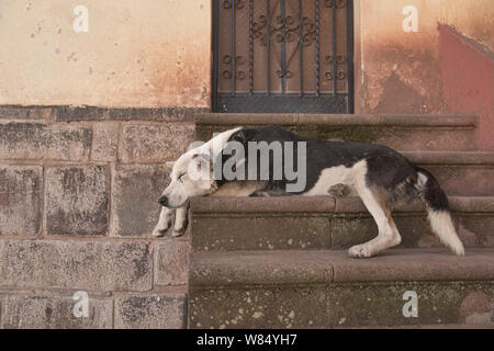 Jour après-midi de chien, Cusco, Pérou Banque D'Images