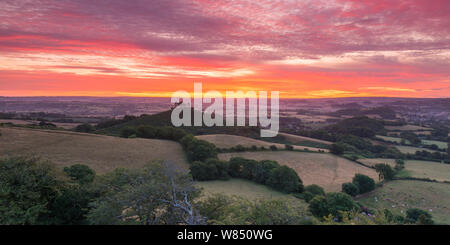 Bridport, Dorset, UK. 8 août 2019. Météo britannique. Ciel rouge le matin, bergers d'avertissement. Un lever du soleil à l'aube au-dessus de Bill Colmers Hill à Bridport Dorset en rouleaux de nuages élevés comme dans le sud-ouest de l'avant du temps orageux qui est prévu au cours des prochains jours. Crédit photo : Graham Hunt/Alamy Live News Banque D'Images