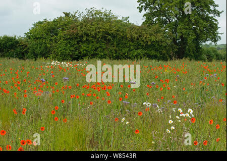 Conservation de l'herbe riche avec marge ox-eye daisies (Leucanthemum vulgare) Coquelicots (Papaver rhoeas) et Scorpionweed (Phacelia tanacetifolia), RSPB's Hope Farm, Cambridgeshire, UK, Mai Banque D'Images