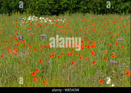 Conservation de l'herbe riche avec marge ox-eye daisies (Leucanthemum vulgare), coquelicots (Papaver rhoeas) et Scorpionweed (Phacelia tanacetifolia), RSPB's Hope Farm, Cambridgeshire, UK, Mai Banque D'Images