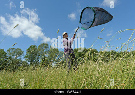 La recherche en écologie, RSPB Chloe Hardman, à l'aide de filet fauchoir pour échantillonner les populations d'invertébrés à Hope Farm, Cambridgeshire, Royaume-Uni, mai 2011, parution du modèle Banque D'Images