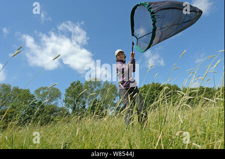 La recherche en écologie, RSPB Chloe Hardman, à l'aide de filet fauchoir pour échantillonner les populations d'invertébrés à Hope Farm, Cambridgeshire, Royaume-Uni, mai 2011, parution du modèle Banque D'Images