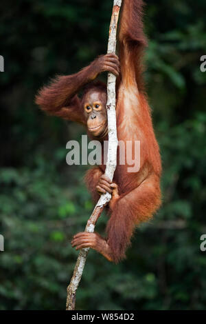 Orang-outan (Pongo pygmaeus) wurmbii adolescent Percy', 'l'âge de 8 ans, suspendu à une liane. Camp Leakey, parc national de Tanjung Puting, centre de Kalimantan, Bornéo, Indonésie. Juin 2010. Remis en état et publié (ou descendants de) entre 1971 et 1995. Banque D'Images