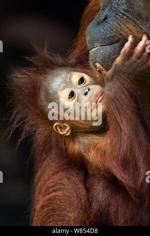 Orang-outan (Pongo pygmaeus) wurmbii bébé mâle 'Thor', l'âge de 8-9 mois, avec sa mère "Tutut". Camp Leakey, parc national de Tanjung Puting, centre de Kalimantan, Bornéo, Indonésie. Juin 2010. Remis en état et publié (ou descendants de) entre 1971 et 1995. Banque D'Images