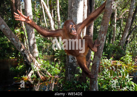 Orang-outan (Pongo pygmaeus) wurmbii "adolescents Percy' tendre la main alors que l'escalade. Camp Leakey, parc national de Tanjung Puting, centre de Kalimantan, Bornéo, Indonésie. Juin 2010. Remis en état et publié (ou descendants de) entre 1971 et 1995. Banque D'Images