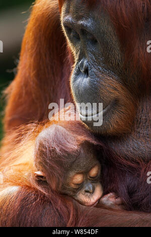 Orang-outan (Pongo pygmaeus) wurmbii «femme Tutut' assis avec son bébé endormi 'Thor' l'âge de 8-9 mois. Camp Leakey, parc national de Tanjung Puting, centre de Kalimantan, Bornéo, Indonésie. Juillet 2010. Remis en état et publié (ou descendants de) entre 1971 et 1995. Banque D'Images