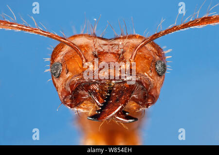 Coupe-feuilles (Atta cephalotes ant ) close-up. Modèle photographié à l'aide de focus numérique stacking Banque D'Images