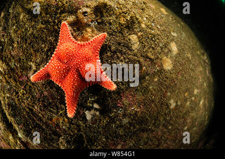 Seastar (Hippasteria phrygiana), océan Atlantique, Nord Ouest de la Norvège Banque D'Images