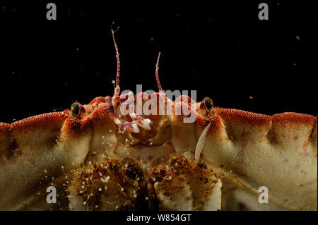 Tourteau (Cancer pagurus) portrait, Océan Atlantique, Nord Ouest de la Norvège Banque D'Images