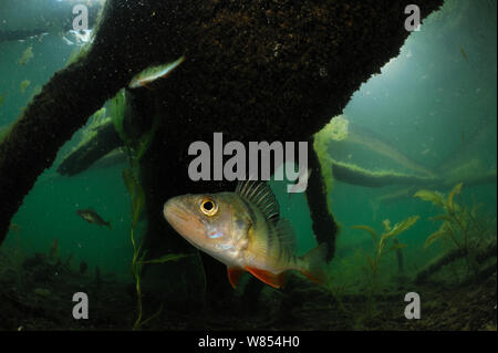 La perche (Perca fluviatilis) lac Stechlin, Allemagne | Banque D'Images