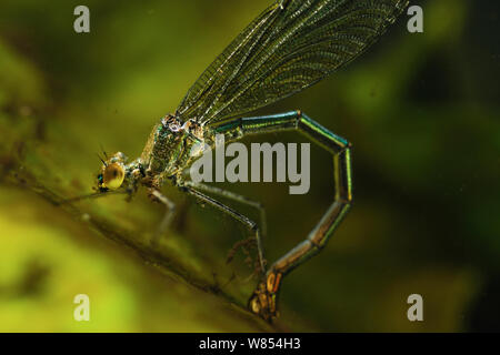 Demoiselle (Calopteryx splendens bagués) femelle pondre des œufs sous l'eau à la rivière, Allemagne Banque D'Images