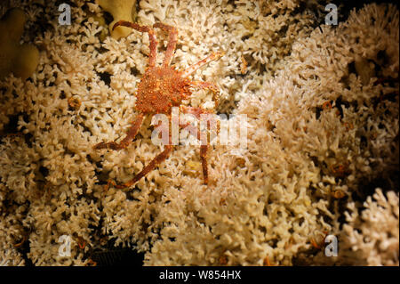 Le nord de Stone Crab (Lithodes maja) sur les récifs coralliens (Lophelia pertusa) dans Trondheimfjord, Nord de l'océan Atlantique, de la Norvège. Photo prise en coopération avec GEOMAR Projet de recherche de corail d'eau froide Banque D'Images