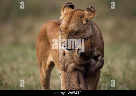 L'African lion (Panthera leo) cub âgés de 4 mois à jouer avec sa mère, Masai Mara National Reserve, Kenya, Août Banque D'Images