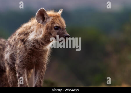 L'Hyène tachetée (Crocuta crocuta) pup âgés de 6 à 9 mois l'article portrait, Masai Mara National Reserve, Kenya, Août Banque D'Images