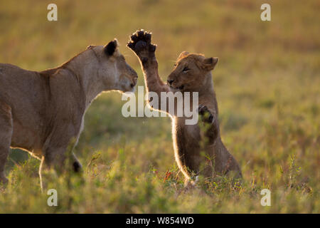 Lioness (Panthera leo) jouant avec un cub âgés de 9-12 mois, Masai Mara National Reserve, Kenya, Août Banque D'Images