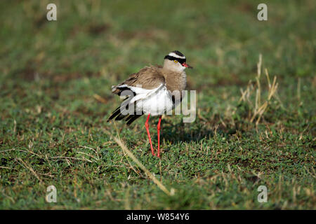 Pluvier couronné / sociable (Vanellus coronatus) Masai Mara National Reserve, Kenya, septembre Banque D'Images