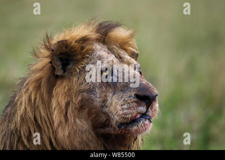 Portrait D Un Lion Blesse Photo Stock Alamy