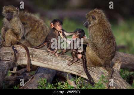 Des babouins Olive (Papio cynocephalus anubis) les mineurs et les bébés jouant, Masai Mara National Reserve, Kenya, septembre Banque D'Images