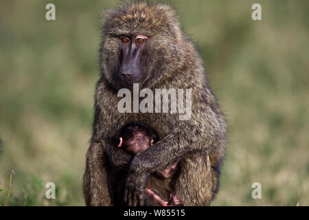 Des babouins Olive (Papio cynocephalus anubis) femelle tenant son bébé de 1-3 mois, Masai Mara National Reserve, Kenya, septembre Banque D'Images