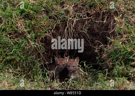 Chacal noir soutenu (Canis mesomelas) une semaine petits assis juste à l'intérieur de leur tanière, Masai Mara National Reserve, Kenya, août. Banque D'Images