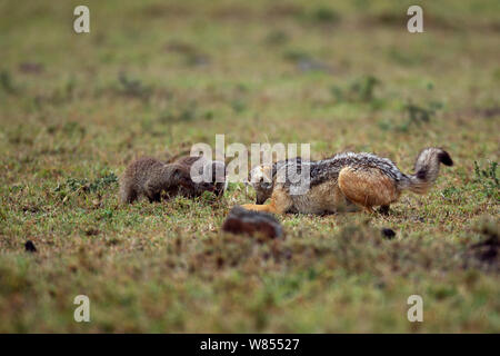 Chacal noir soutenu (Canis mesomelas) défendre les petits et den de mangoustes bagués (Mungos mungo) Masai Mara National Reserve, Kenya, août. Banque D'Images