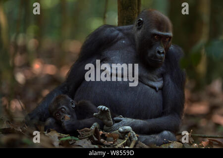 Gorille de plaine de l'ouest (Gorilla gorilla gorilla) femme opambi «' assis avec son bébé ludique "opo" âgés de 18 mois, Bai Hokou, Spécial forêt dense de Dzanga Sangha, République centrafricaine. Décembre 2011. Banque D'Images