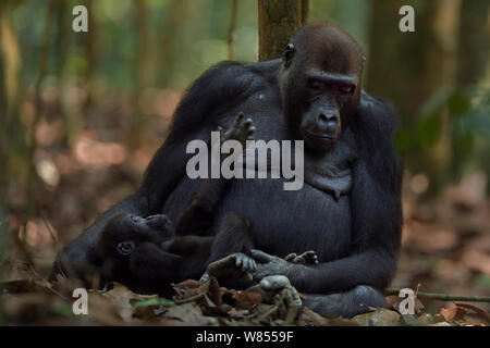 Gorille de plaine de l'ouest (Gorilla gorilla gorilla) femme opambi «' assis avec son bébé ludique "opo" âgés de 18 mois, Bai Hokou, Spécial forêt dense de Dzanga Sangha, République centrafricaine. Décembre 2011. Banque D'Images