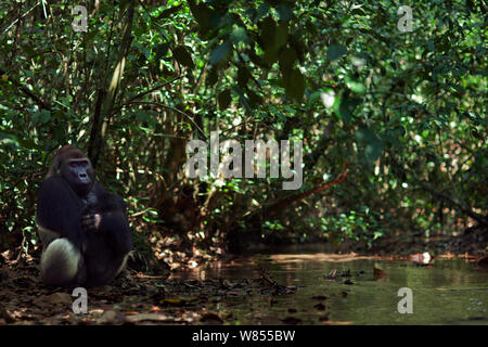 Gorille de plaine de l'ouest (Gorilla gorilla gorilla) mâle dominant silverback 'Makumba' âgés de 32 ans assis par une rivière dans l'intérieur des forêts, Bai Hokou, Spécial forêt dense de Dzanga Sangha, République centrafricaine. Décembre 2011. Banque D'Images