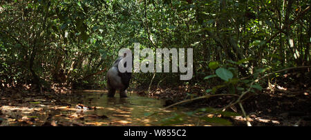 Gorille de plaine de l'ouest (Gorilla gorilla gorilla) mâle dominant silverback 'Makumba' âgés de 32 ans bi-pedally marche à travers une rivière, Bai Hokou, Spécial forêt dense de Dzanga Sangha, République centrafricaine. Décembre 2011. Banque D'Images