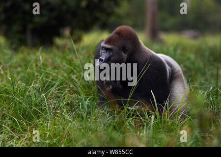 Gorille de plaine de l'ouest (Gorilla gorilla gorilla) mâle dominant silverback 'Makumba' âgé de 32 ans, Bai Hokou portrait permanent, une forêt dense de Dzanga Sangha, République centrafricaine. Décembre 2011. Banque D'Images