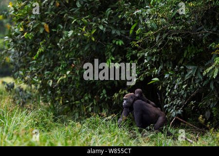 Gorille de plaine de l'ouest (Gorilla gorilla gorilla) femme opambi «» «son enfant sur opo' âgés de 18 mois sur le dos, émergeant de la forêt à Bai Hokou, Spécial forêt dense de Dzanga Sangha, République centrafricaine. Décembre 2011. Banque D'Images