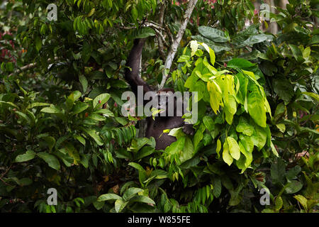 Gorille de plaine de l'ouest (Gorilla gorilla gorilla) femmes 'Malui' se nourrissant des feuilles dans un arbre, Bai Hokou, Spécial forêt dense de Dzanga Sangha, République centrafricaine. Décembre 2011. Banque D'Images