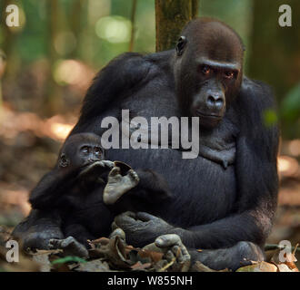 Gorille de plaine de l'ouest (Gorilla gorilla gorilla) femme opambi «' assis avec son bébé ludique "opo" âgés de 18 mois, Bai Hokou, Spécial forêt dense de Dzanga Sangha, République centrafricaine. Décembre 2011. Séquence 1 de 3 Banque D'Images