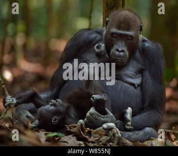 Gorille de plaine de l'ouest (Gorilla gorilla gorilla) femme opambi «' assis avec son bébé ludique "opo" âgés de 18 mois, Bai Hokou, Spécial forêt dense de Dzanga Sangha, République centrafricaine. Décembre 2011. Séquence 3 de 3 Banque D'Images