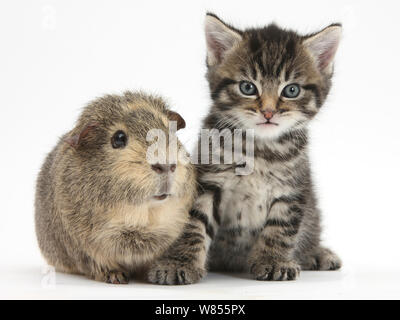Cute kitten tabby, Fosset, 5 semaines, avec un cochon. Banque D'Images