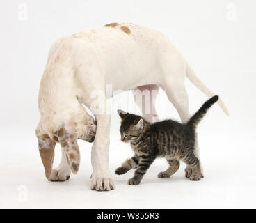 Tabby kitten, Fosset, 10 semaines, avec le dogue allemand chiot, Tia, 14 semaines. Banque D'Images